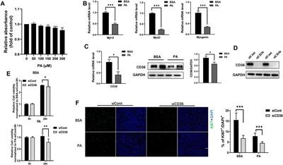 CD36 deficiency inhibits proliferation by cell cycle control in skeletal muscle cells